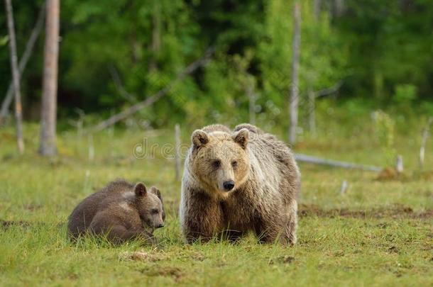 棕熊和小熊
