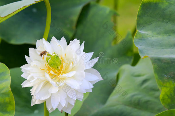 白莲花蜜蜂