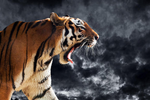 野生老虎在打猎时吼叫。乌云密布的天空