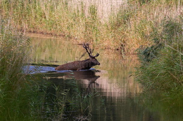 在发情季节，马鹿会穿过水跑到对岸