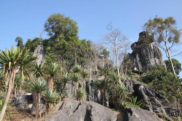 庐山峭壁上耸立着松树