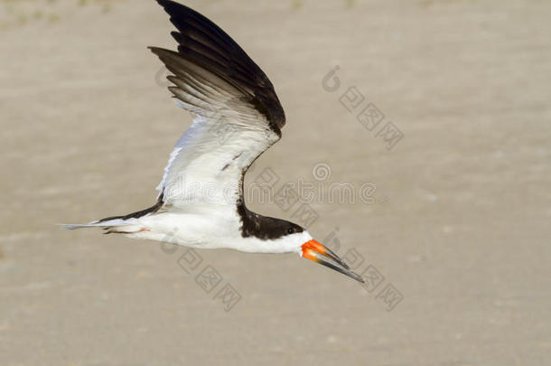 黑色<strong>掠食者</strong>（rynchops niger）飞过海滩