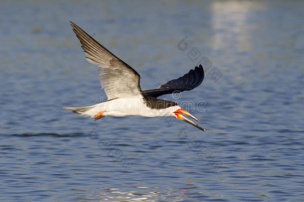 黑色<strong>掠食者</strong>（rynchops niger）飞行