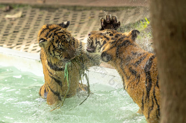 老虎在游泳池里打斗