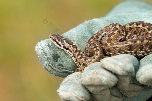 美丽的草地毒蛇戴手套