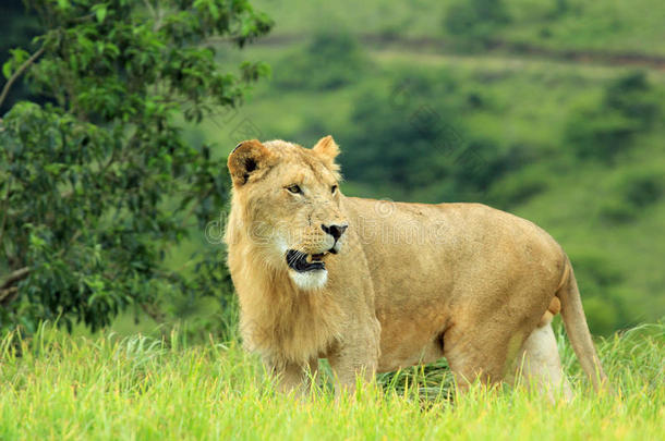南非<strong>野生动物保护区</strong>的狮子