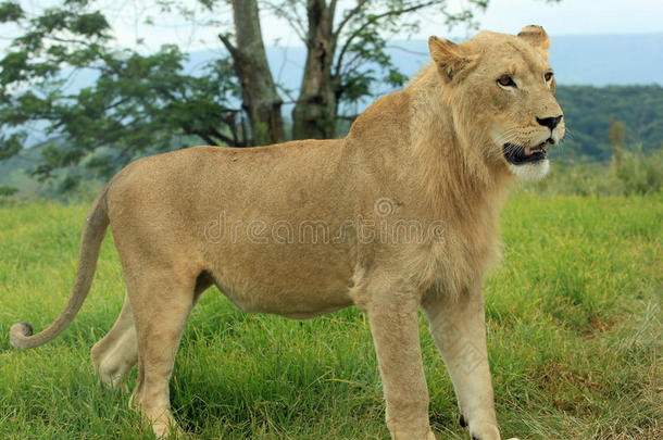 南非<strong>野生动物保护区</strong>的狮子