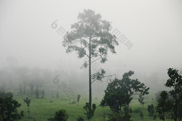 云雾笼罩着森林的山峦