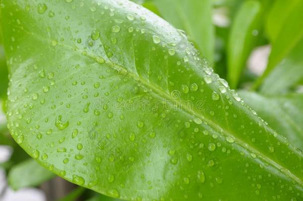 雨后春笋