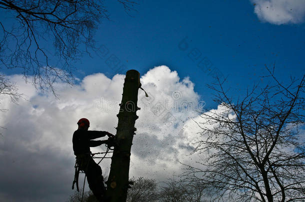 丹麦伐木工人在树顶上的剪影