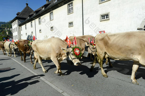 在恩格尔伯格，农民们带着一群奶牛参加一年一度的“移民”活动