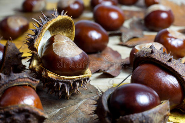 新鲜的栗子，开着壳，放在一张有褐色秋叶的古朴木桌上