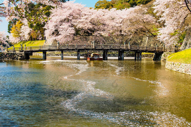 美丽的樱花在日本的hikone绽放4