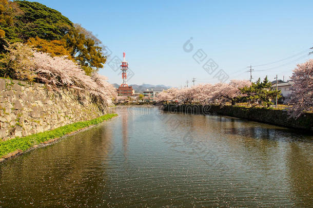 美丽的樱花在日本的hikone绽放3
