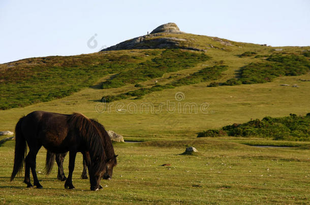 在海托山坡上吃草的达特摩尔小马