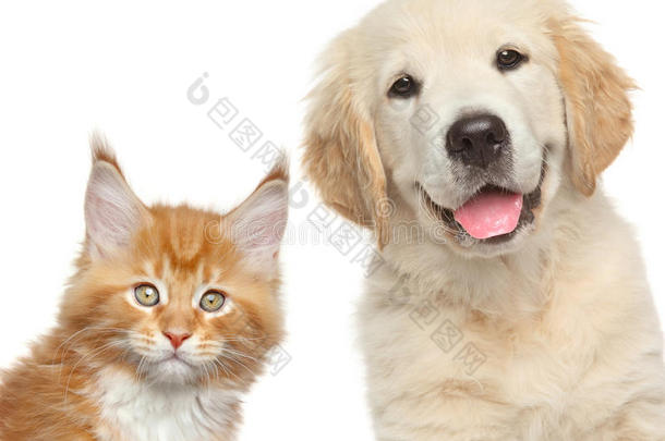 白色背景前的<strong>猫和</strong>狗的特写肖像