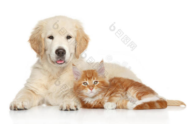 金毛猎犬和姜黄色小猫