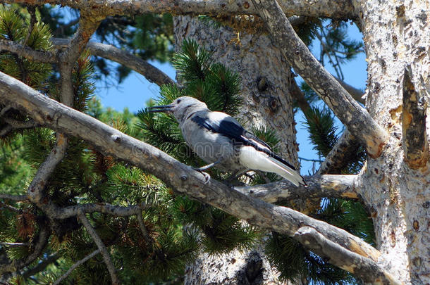 一只勇敢的鸟栖息在<strong>黄石国家公园</strong>的一棵树上