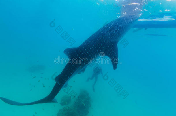 巨型<strong>鲸鲨</strong>的水下拍摄（莱茵鳕）