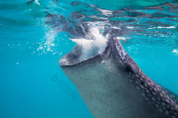 巨型鲸鲨的水下拍摄（莱茵鳕）