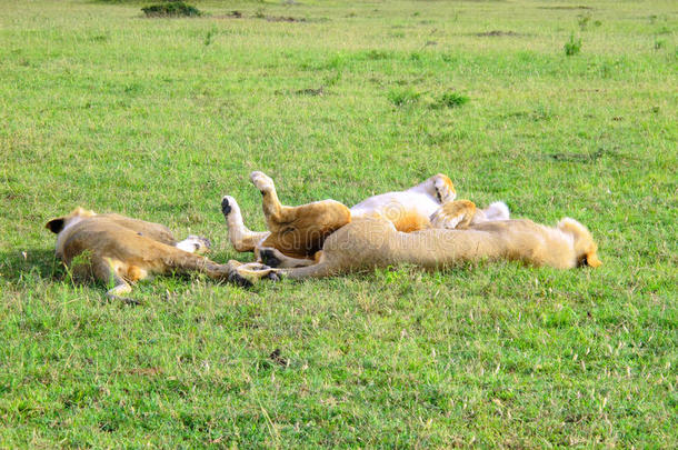 肯尼亚的萨凡纳。放松的狮子