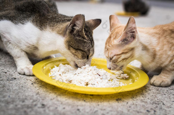 两只猫在一起<strong>吃东西</strong>