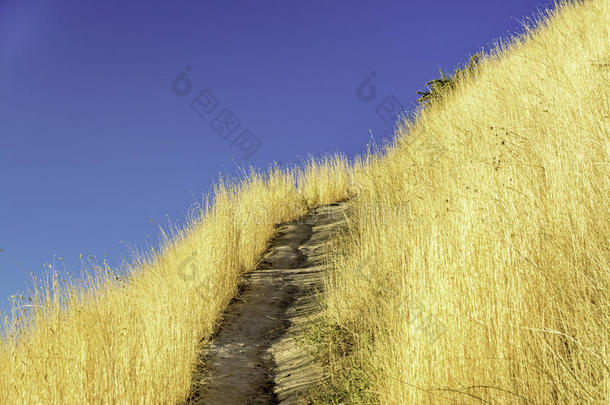 金黄色的草沿着山间的小路