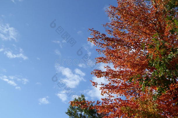 树木变色落叶蓝天白云
