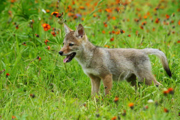 一只<strong>警惕</strong>的狼崽在橙色的野花地里。