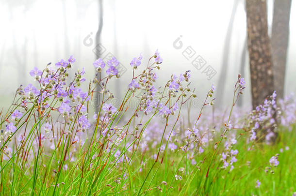 泰国紫花紫檀