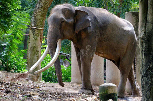 泰国的长象牙象在发情