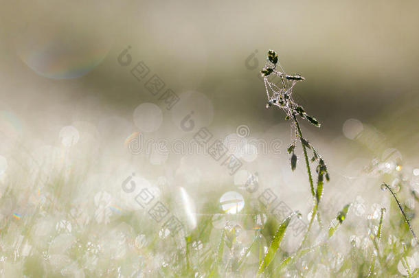 清晨草地上的<strong>露珠</strong>和蛛网，美丽的镜头闪光反射