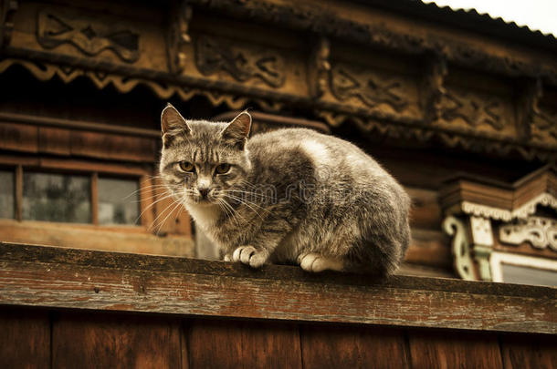 秋天猫紧密地多云的寒冷的