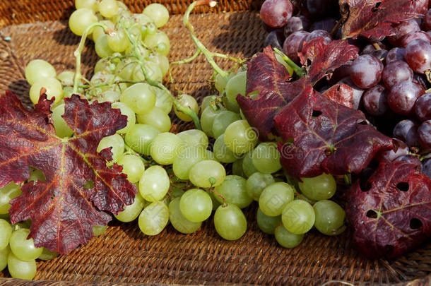 秋天柳条筐里的一串串白葡萄和黑葡萄