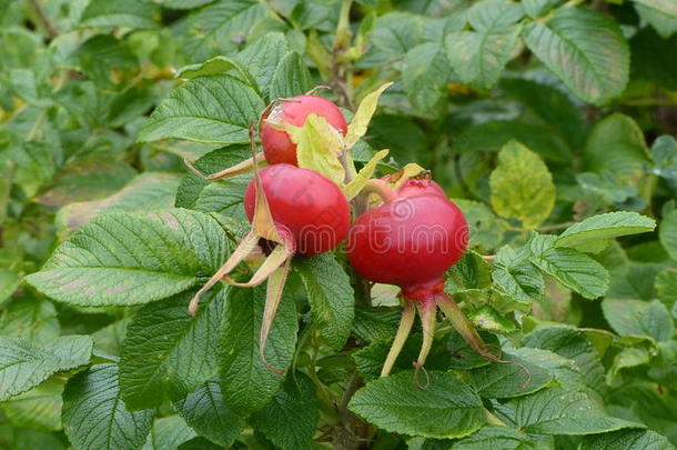 野玫瑰果-成熟的红色