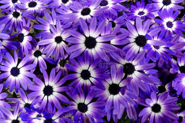 双色紫色塞内蒂雏菊