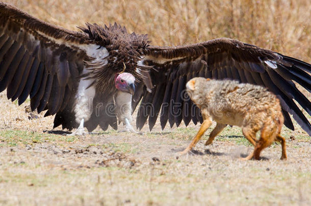 非洲秃鹫与野狗之争