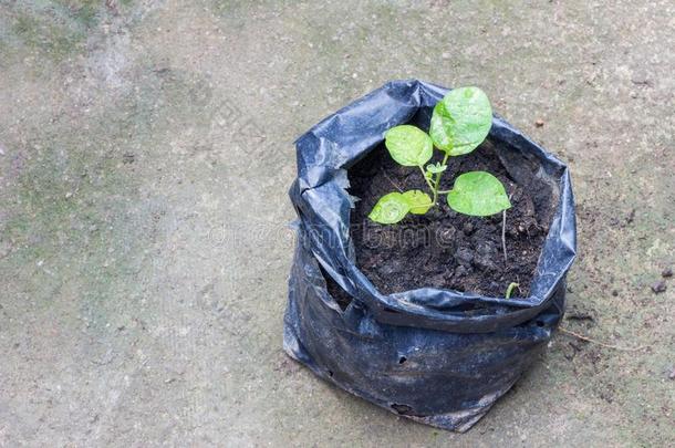 在地上的黑色塑料袋里种下了幼苗