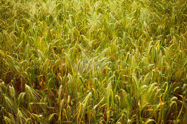 复古风Barley Corn field