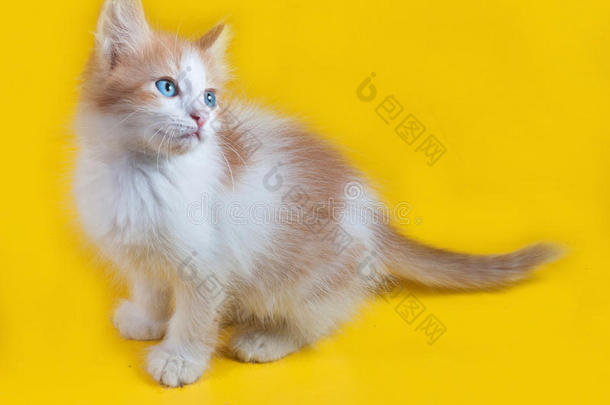 姜黄色的白色小猫，蓝色的眼睛坐在黄色的上面