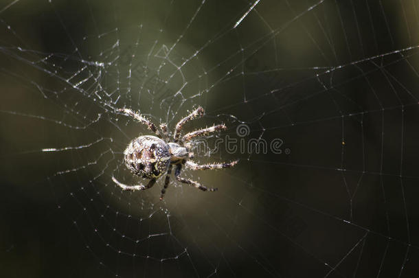 蜘蛛网里的蜘蛛