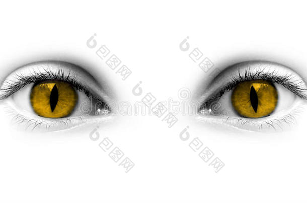 猫女黄眼睛