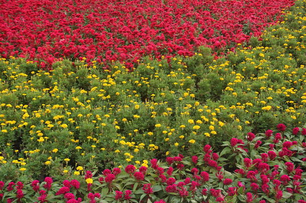 花园里开满了红黄花