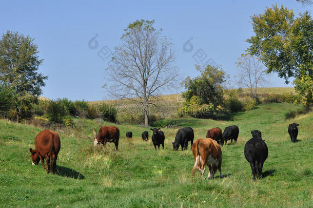 牧场上的奶牛