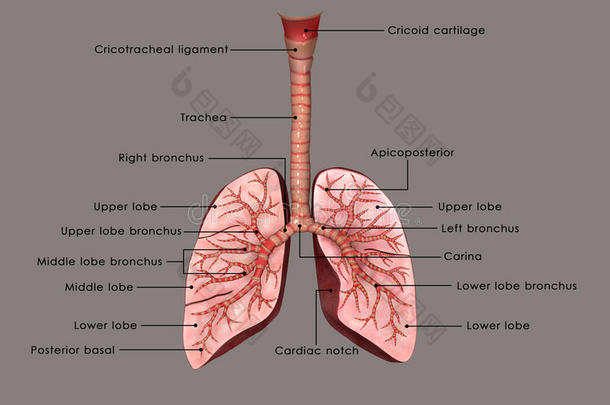 气管和<strong>肺</strong>