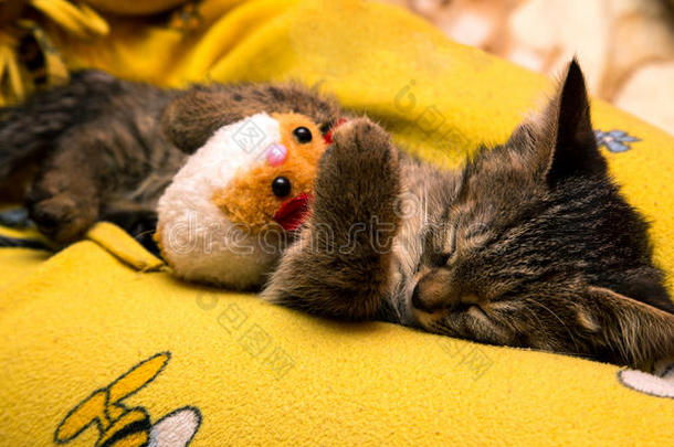可爱的小猫咪抱着毛绒玩具睡觉