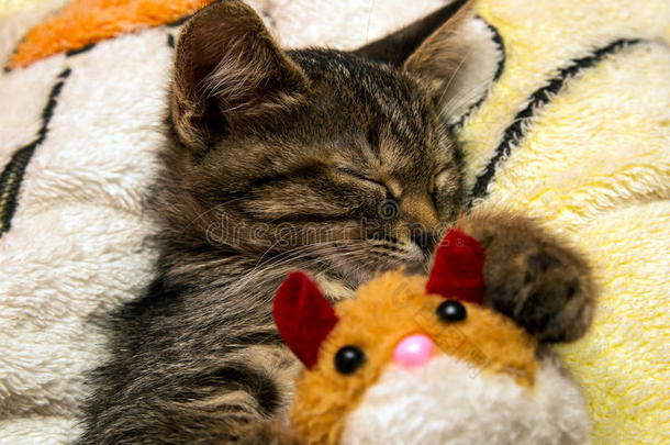 可爱的小猫咪抱着<strong>毛绒玩具</strong>睡觉