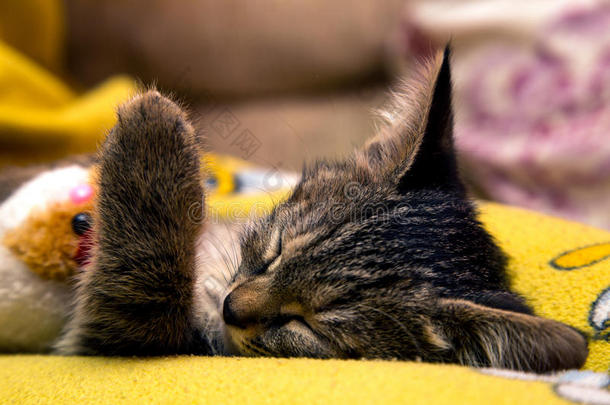 可爱的小猫咪抱着毛绒玩具睡觉