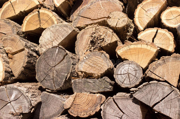 木材，木桩，树皮，山毛榉，树枝，背景