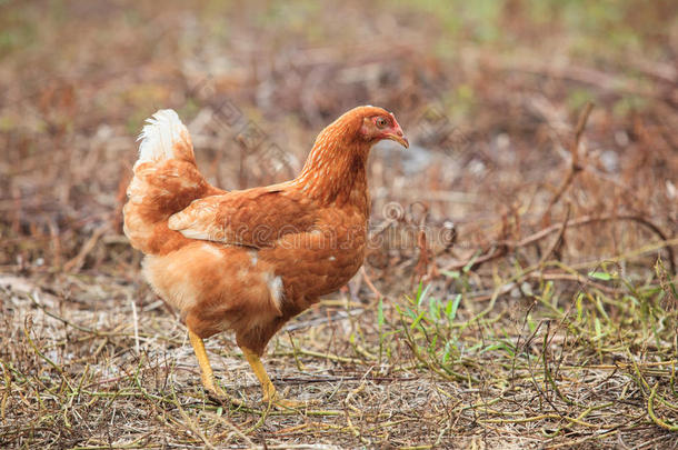 站在田里的棕<strong>色母</strong>鸡用于农场动物，最活泼